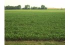Property photo 41 - 160 Acres Offered in 6 Tracts